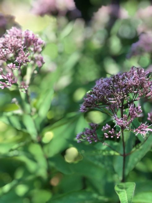 87854974_204769177556635_3670625028510056448_n