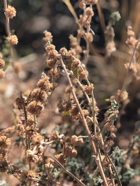 Photo Aug 28, 6 00 29 PM